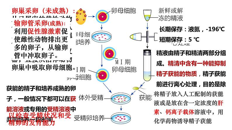 浙科版高中生物选择性必修第三册·第三章- 第四节 课时2 对动物早期胚胎或配子进行处理可获得目标个体（课件PPT）05