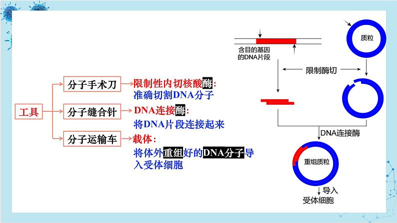 浙科版高中生物选择性必修第三册·第四章- 第一节 课时1 基因工程赋予生物新的遗传特性（课件PPT）04