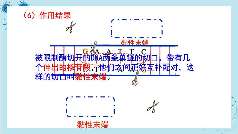 浙科版高中生物选择性必修第三册·第四章- 第一节 课时1 基因工程赋予生物新的遗传特性（课件PPT）08