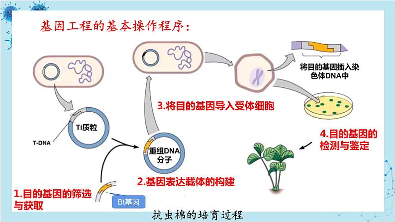 浙科版高中生物选择性必修第三册·第四章- 第一节 课时2 基因工程赋予生物新的遗传特性（课件PPT）03