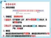 浙科版高中生物选择性必修第三册·第四章- 第一节 课时2 基因工程赋予生物新的遗传特性（课件PPT）