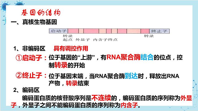 浙科版高中生物选择性必修第三册·第四章- 第一节 课时2 基因工程赋予生物新的遗传特性（课件PPT）04