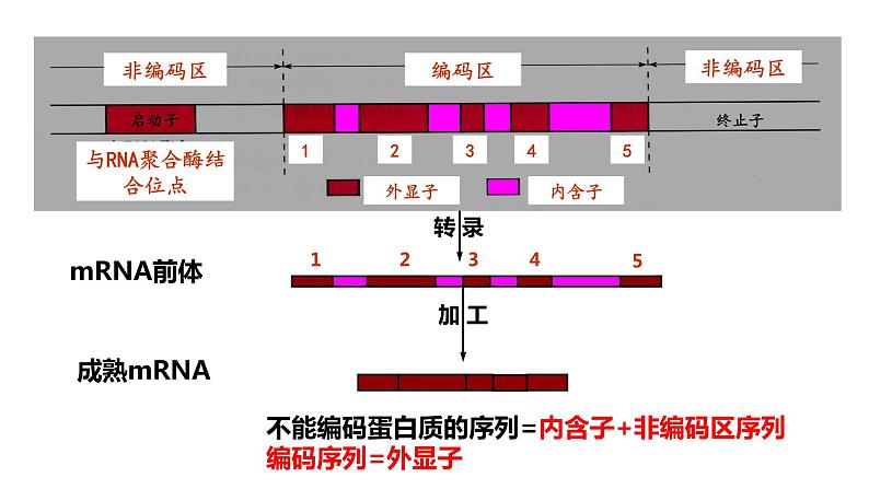 浙科版高中生物选择性必修第三册·第四章- 第一节 课时2 基因工程赋予生物新的遗传特性（课件PPT）05