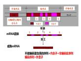 浙科版高中生物选择性必修第三册·第四章- 第一节 课时2 基因工程赋予生物新的遗传特性（课件PPT）