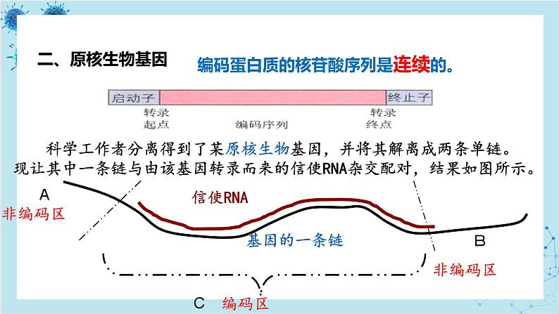 浙科版高中生物选择性必修第三册·第四章- 第一节 课时2 基因工程赋予生物新的遗传特性（课件PPT）06