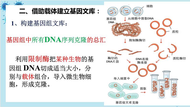 浙科版高中生物选择性必修第三册·第四章- 第一节 课时2 基因工程赋予生物新的遗传特性（课件PPT）08