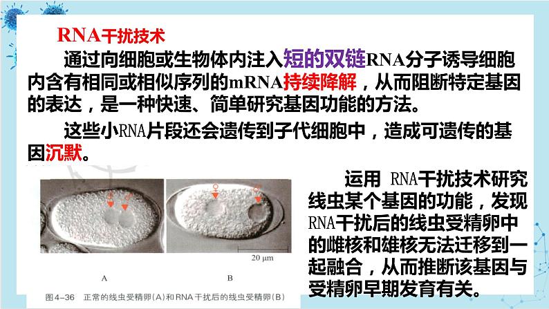 浙科版高中生物选择性必修第三册·第四章- 第二节 基因工程及其延伸技术应用广泛（课件PPT）07