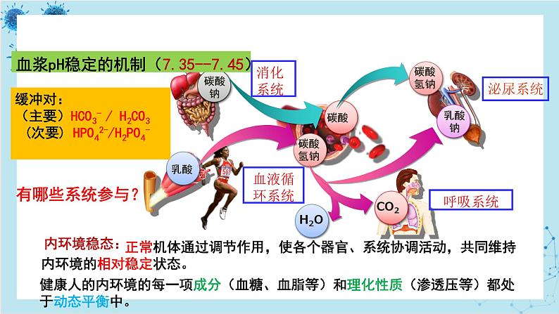 人教版高中生物选择性必修第一册·第1章- 第2节 内环境的稳态（课件PPT）第5页