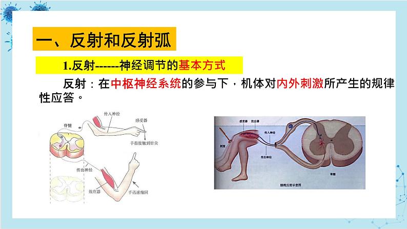 人教版高中生物选择性必修第一册·第2章- 第2节 神经调节的基本方式（课件PPT）03