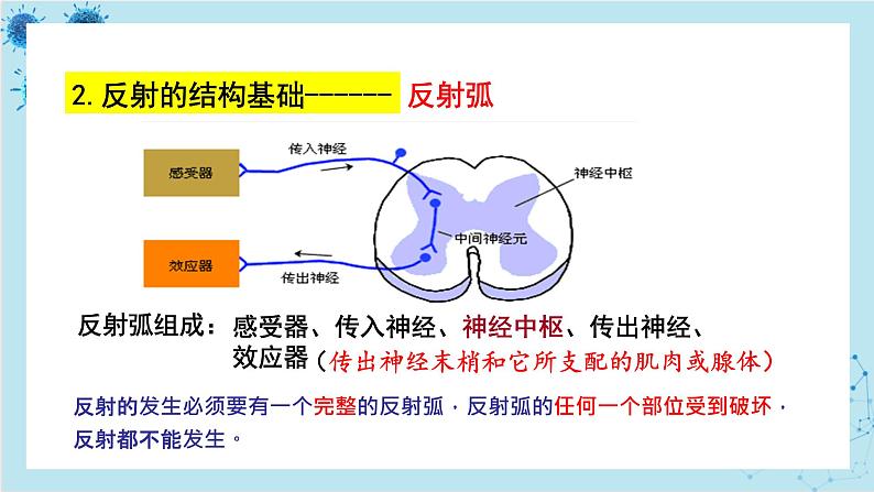 人教版高中生物选择性必修第一册·第2章- 第2节 神经调节的基本方式（课件PPT）04