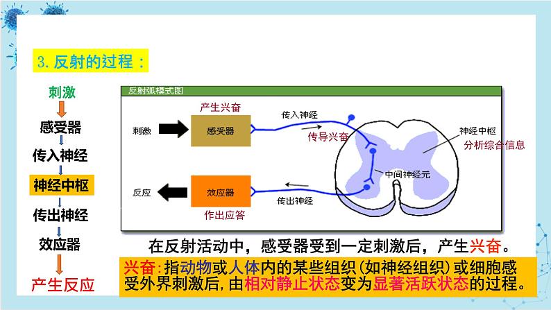 人教版高中生物选择性必修第一册·第2章- 第2节 神经调节的基本方式（课件PPT）05