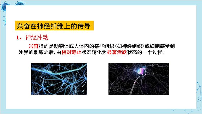 人教版高中生物选择性必修第一册·第2章- 第3节 神经冲动的产生和传导（课件PPT）04