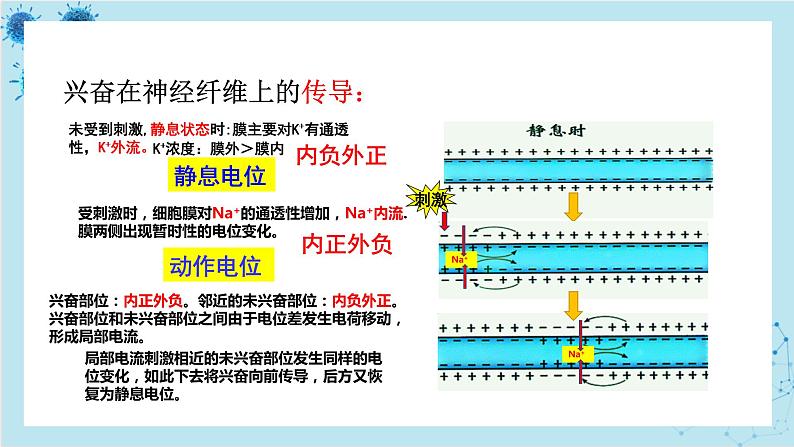 人教版高中生物选择性必修第一册·第2章- 第3节 神经冲动的产生和传导（课件PPT）06