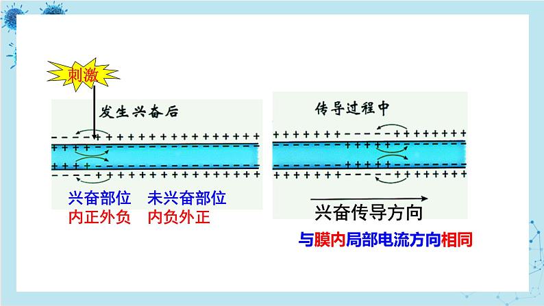 人教版高中生物选择性必修第一册·第2章- 第3节 神经冲动的产生和传导（课件PPT）07