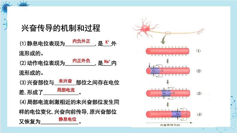 人教版高中生物选择性必修第一册·第2章- 第3节 神经冲动的产生和传导（课件PPT）08