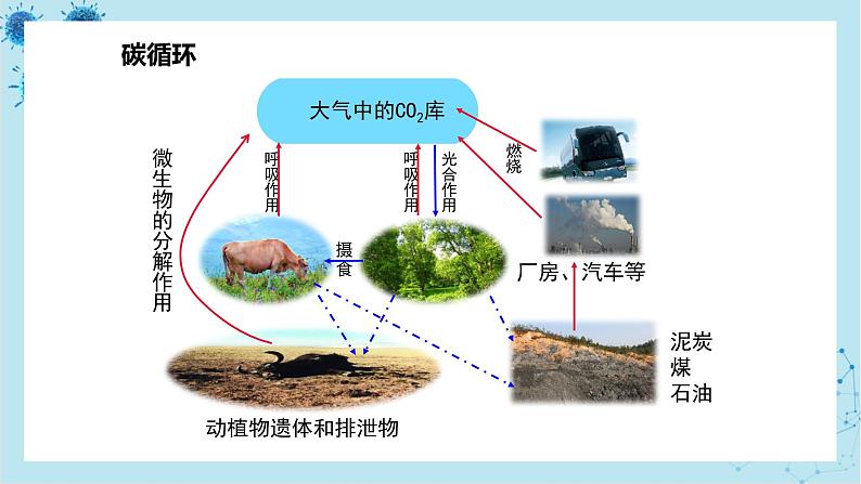 人教版高中生物选择性必修第二册·第3章- 第3节 生态系统的物质循环（课件PPT）第7页