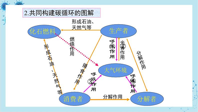 人教版高中生物选择性必修第二册·第3章- 第3节 生态系统的物质循环（课件PPT）第8页