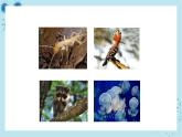 人教版高中生物选择性必修第二册·第4章- 第2节 生物多样性及其保护（课件PPT）