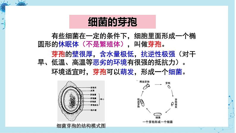 人教版高中生物选择性必修第三册·第1章- 第2节 微生物的培养技术及应用（课件PPT）05