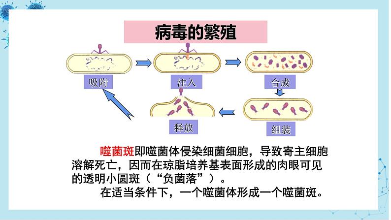 人教版高中生物选择性必修第三册·第1章- 第2节 微生物的培养技术及应用（课件PPT）07