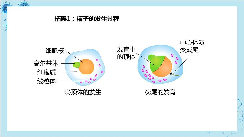 人教版高中生物选择性必修第三册·第2章- 第3节 胚胎工程（课件PPT）06