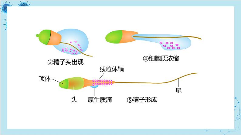 人教版高中生物选择性必修第三册·第2章- 第3节 胚胎工程（课件PPT）07