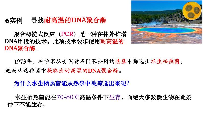 人教版高中生物选择性必修3 1-2-2微生物的选择培养和计数课件03