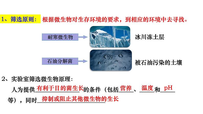 人教版高中生物选择性必修3 1-2-2微生物的选择培养和计数课件04