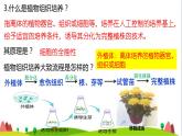 人教版高中生物选择性必修3 2-1-1植物细胞工程的基本技术课件