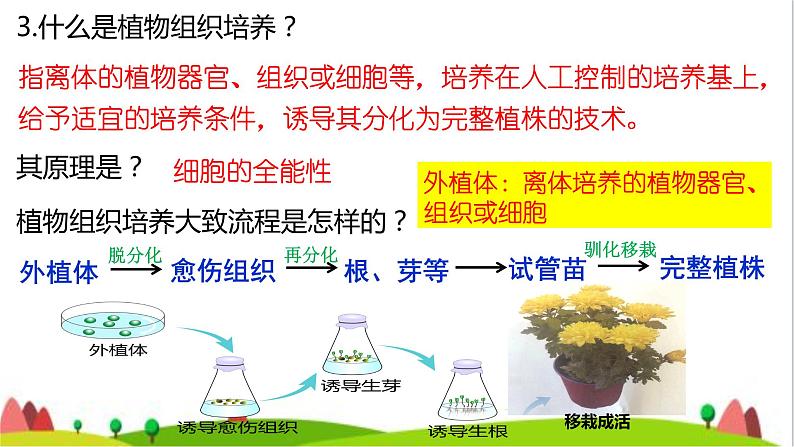 人教版高中生物选择性必修3 2-1-1植物细胞工程的基本技术课件第5页