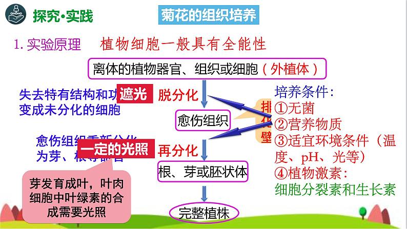 人教版高中生物选择性必修3 2-1-1植物细胞工程的基本技术课件第6页