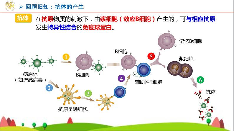 人教版高中生物选择性必修3 2-2-2动物细胞融合技术与单克隆抗体课件03