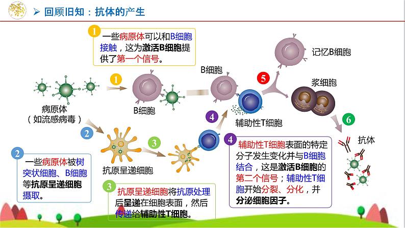 人教版高中生物选择性必修3 2-2-2动物细胞融合技术与单克隆抗体课件04