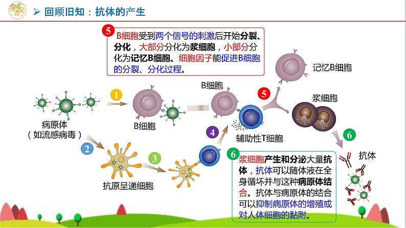 人教版高中生物选择性必修3 2-2-2动物细胞融合技术与单克隆抗体课件05