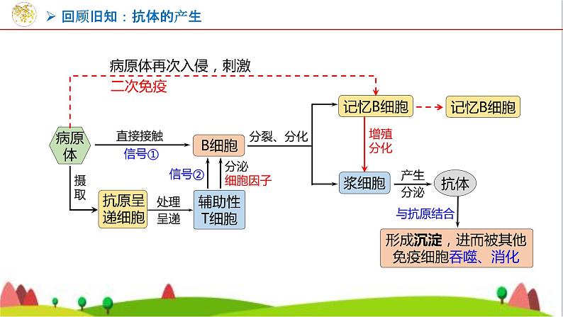 人教版高中生物选择性必修3 2-2-2动物细胞融合技术与单克隆抗体课件06