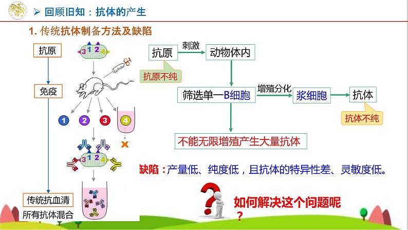 人教版高中生物选择性必修3 2-2-2动物细胞融合技术与单克隆抗体课件07