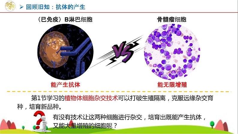 人教版高中生物选择性必修3 2-2-2动物细胞融合技术与单克隆抗体课件08