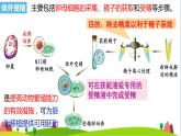 人教版高中生物選擇性必修3 2-3-2胚胎工程技術(shù)及其應(yīng)用課件