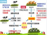 人教版高中生物選擇性必修3 2-3-2胚胎工程技術(shù)及其應(yīng)用課件