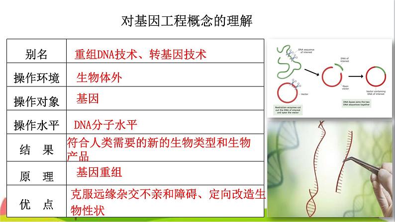 人教版高中生物选择性必修3 3-1重组DNA技术的基本工具课件1第4页