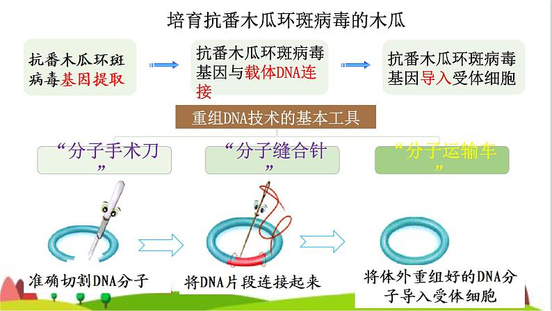 人教版高中生物选择性必修3 3-1重组DNA技术的基本工具课件1第7页