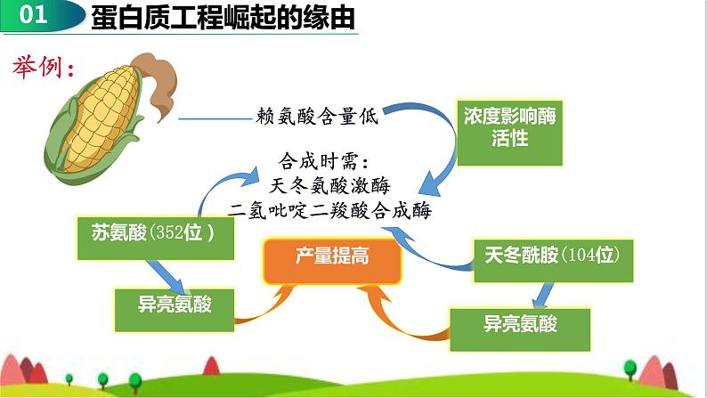 人教版高中生物选择性必修3 3-4蛋白质工程的原理和应用课件05