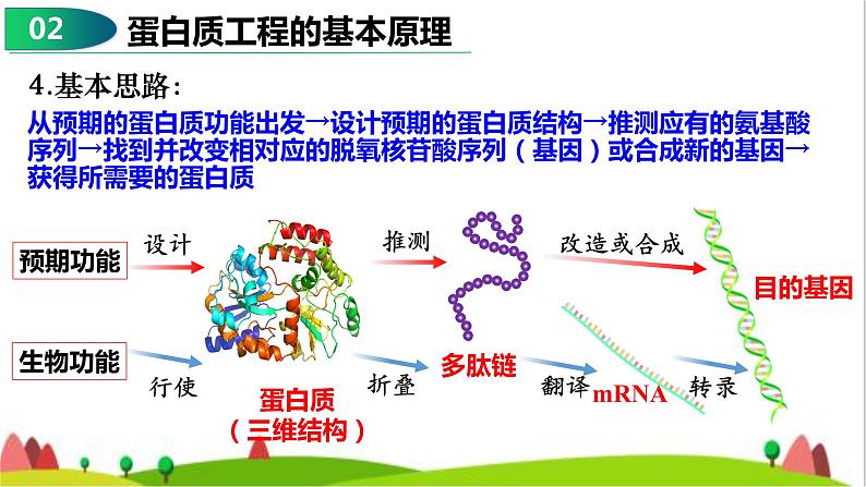 人教版高中生物选择性必修3 3-4蛋白质工程的原理和应用课件07