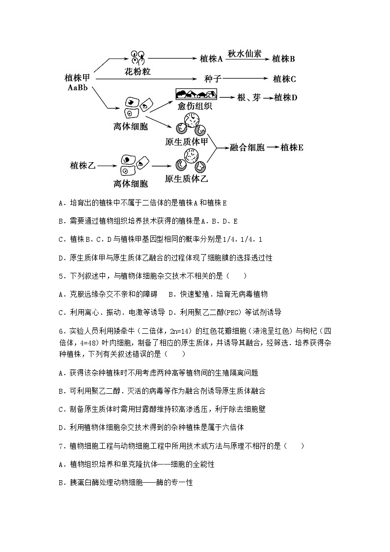 浙科版高中生物选择性必修3第一节通过植物组织培养可获得完整植株同步作业4含答案第2页