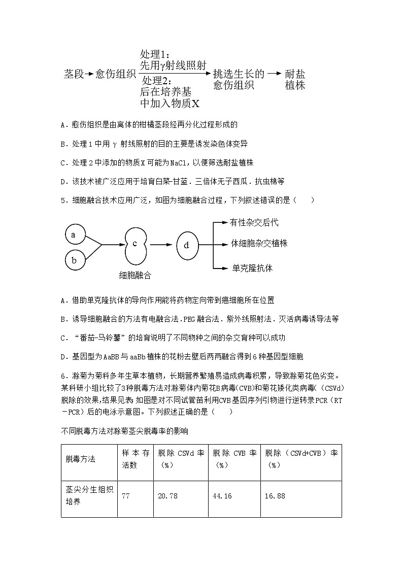 浙科版高中生物选择性必修3第一节通过植物组织培养可获得完整植株优选作业4含答案第2页