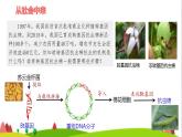 人教版高中生物选择性必修3 3-2-1目的基因的筛选与获取、基因表达载体的构建课件
