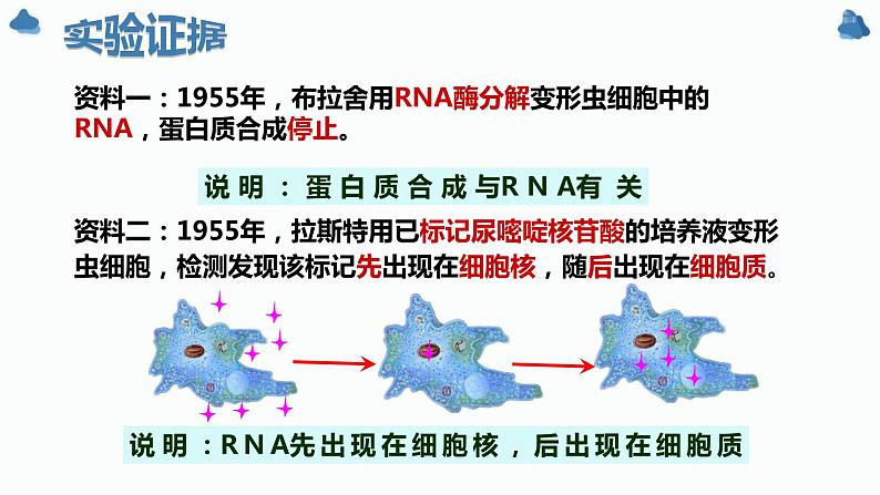 4.1 基因指导蛋白质的合成课件PPT第5页