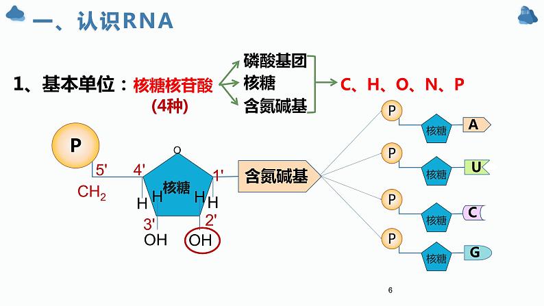 4.1 基因指导蛋白质的合成课件PPT第6页