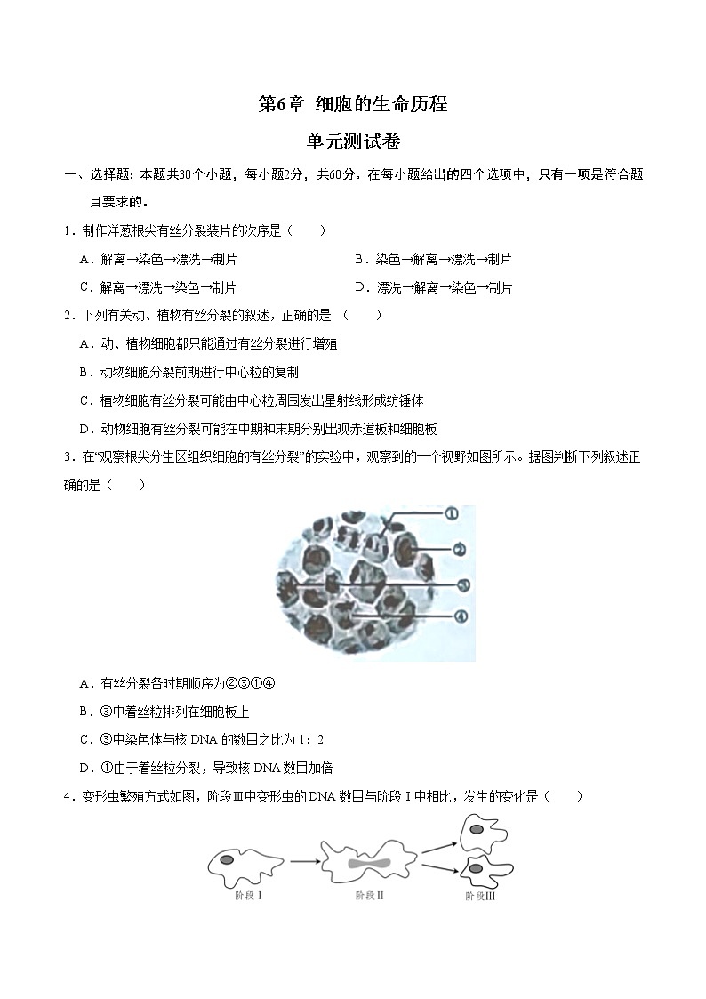 第6章 细胞的生命历程（测试卷）-2022-2023学年高一生物单元复习过过过（人教版2019必修1）（原卷版）第1页