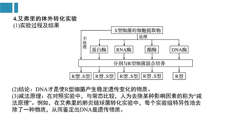 第3章 基因的本质（复习课件）-2022-2023学年高一生物单元复习（人教版2019必修2）第5页